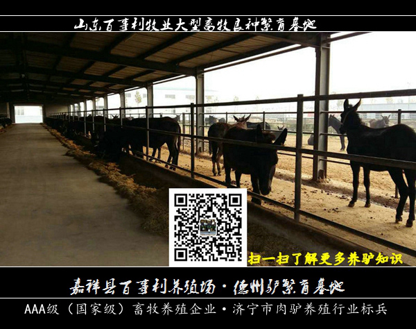 PA集团官网入口